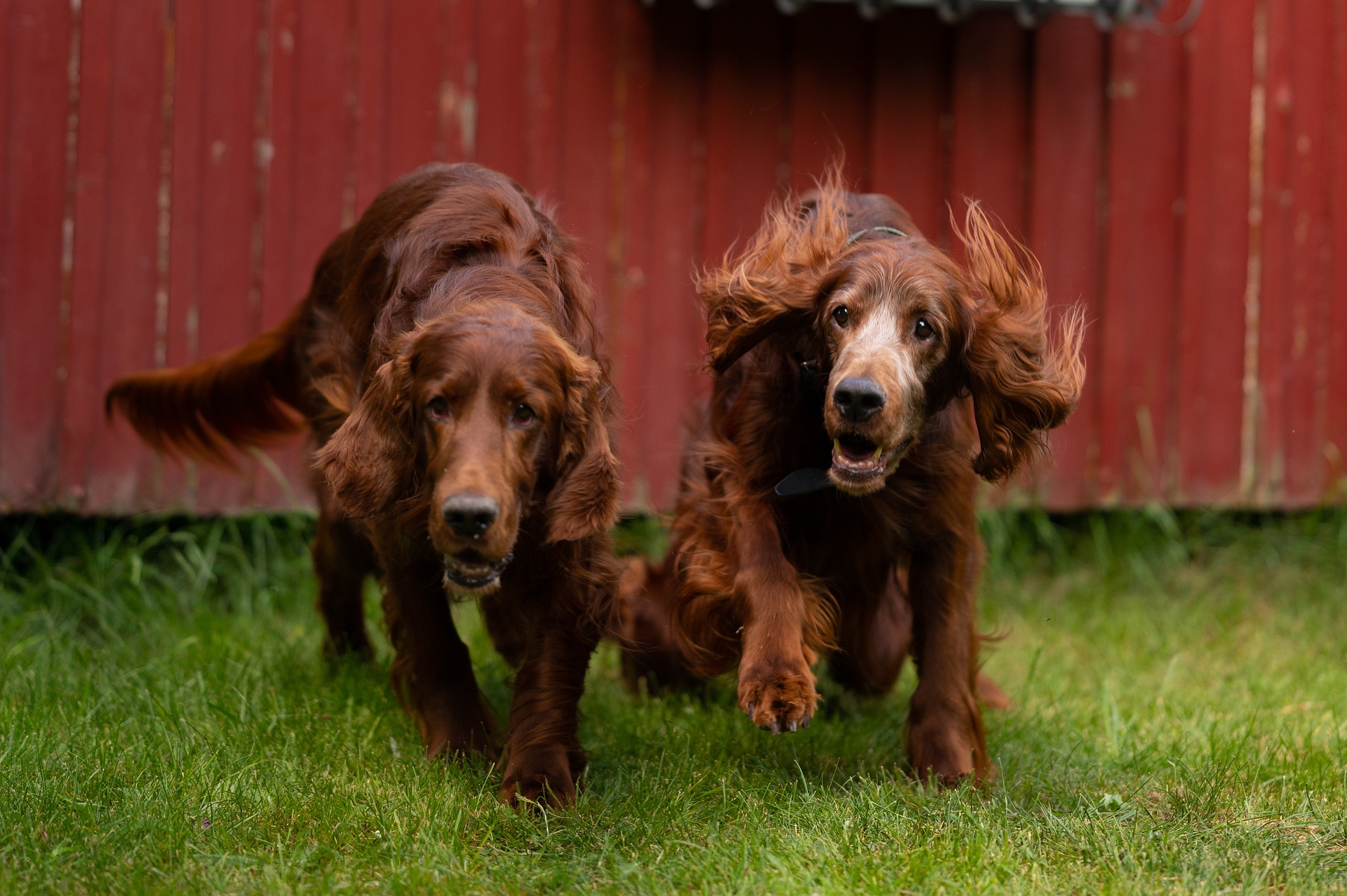 What tips and tricks can help them learn quickly? We will try to answer these questions as we explore the top Irish Setter training secrets.