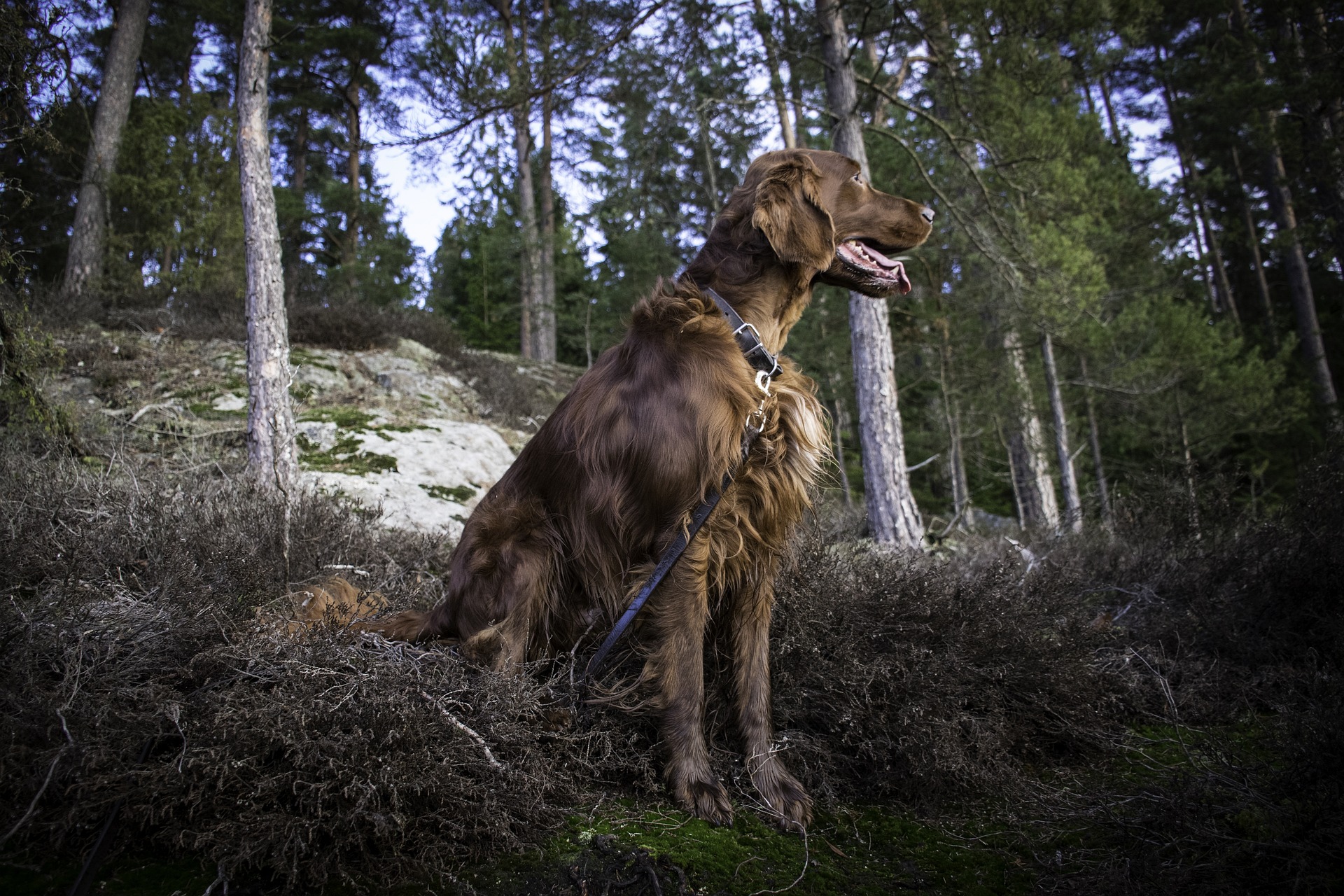 How To Train An Irish Setter To Hunt