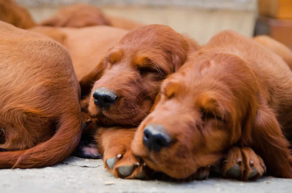 irish setter 6 months old