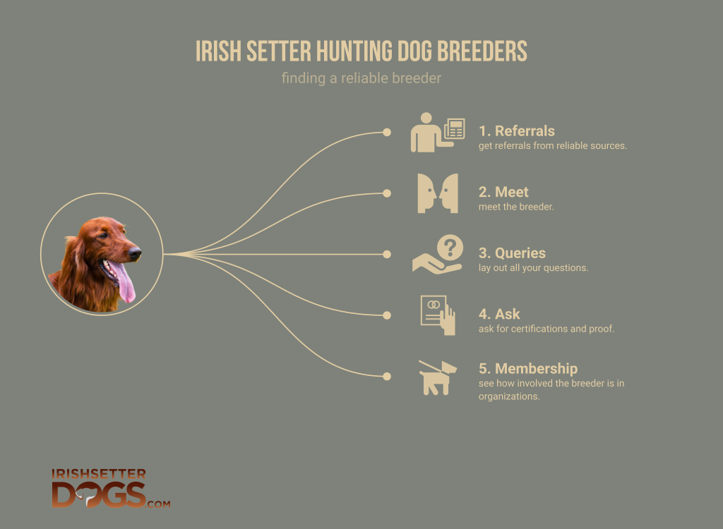 irish setter hunting dog breeders