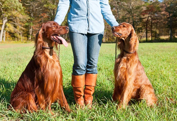 irish setter hunting dog breeders (featured image)