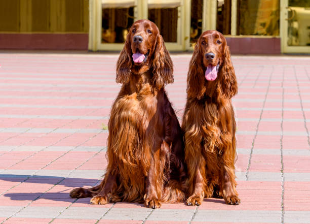 Irish Setter Puppies Utah