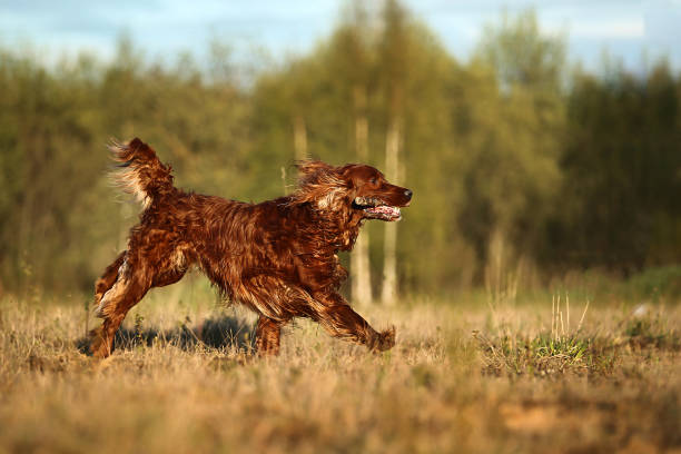 Do Irish Setters Howl