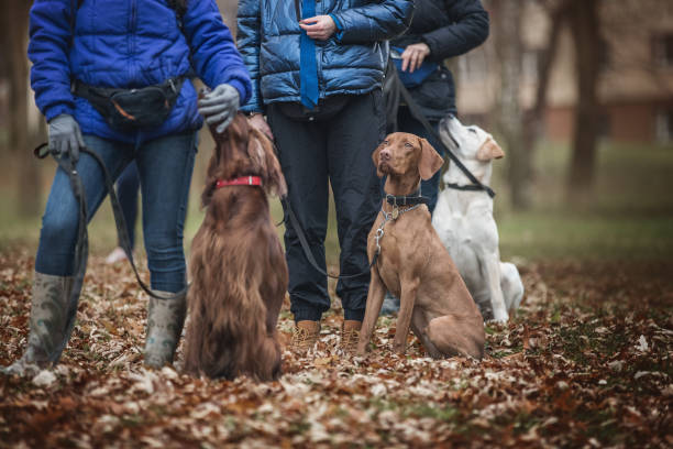 Irish Setter Puppies Utah