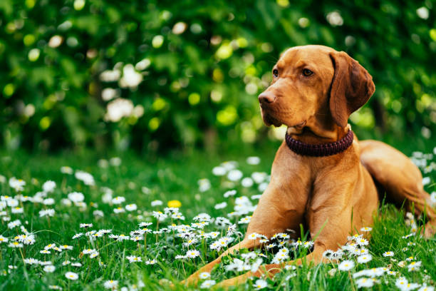 Irish Setter Breeders Washington