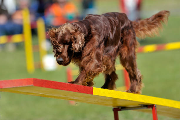 Do Irish Setters Howl