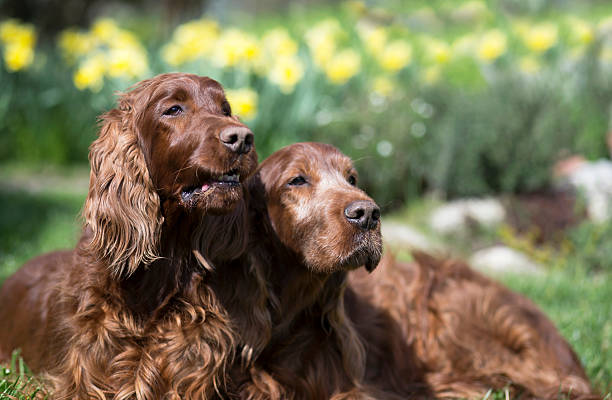 Irish Setter Breeders Midwest