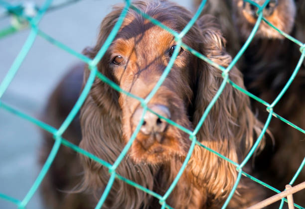 Irish Setter Puppies Kansas