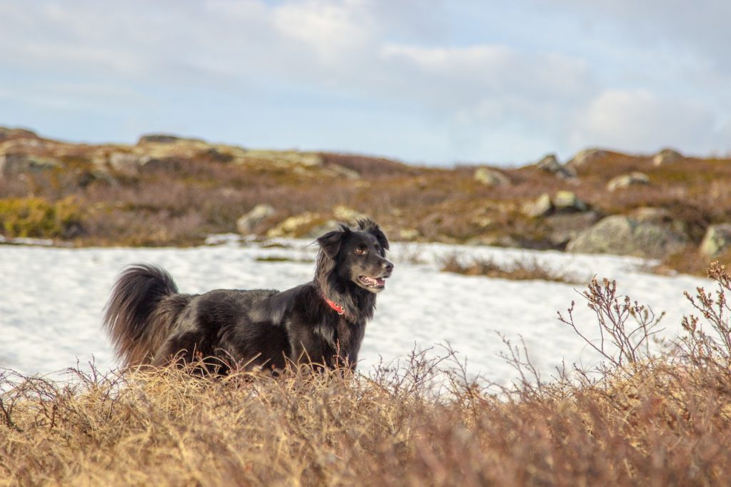 flat coated retriever vs irish setter