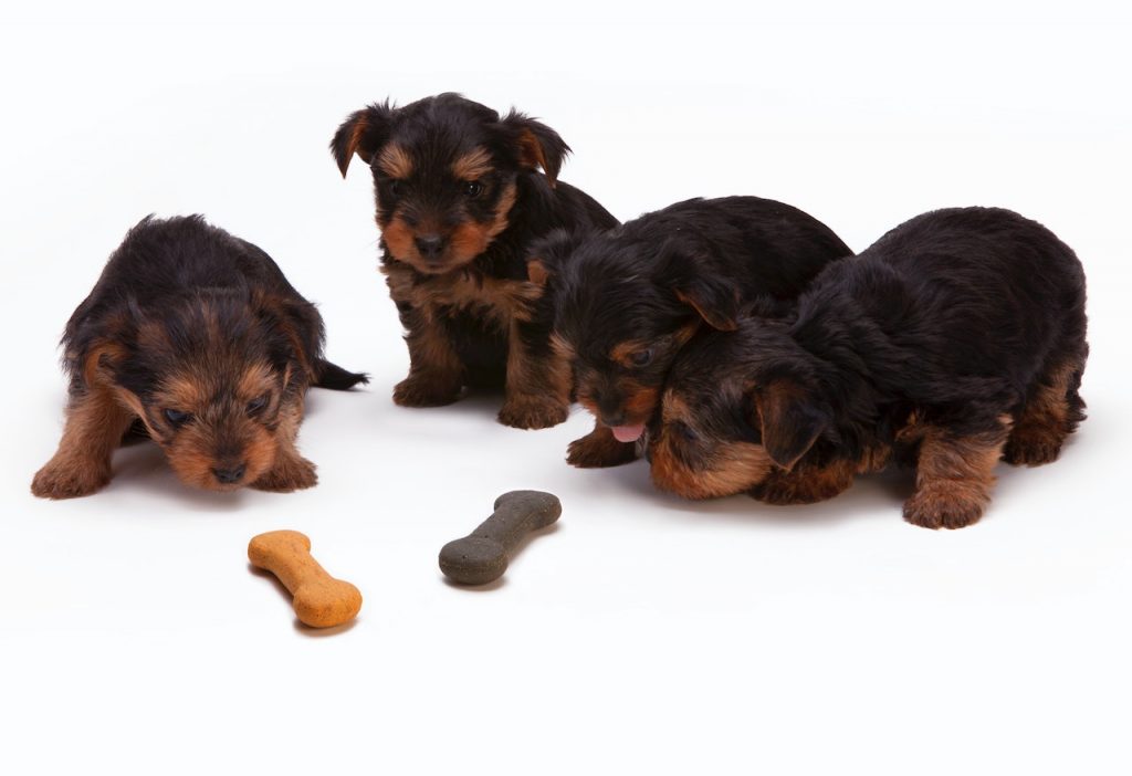 irish setter puppies for sale missouri