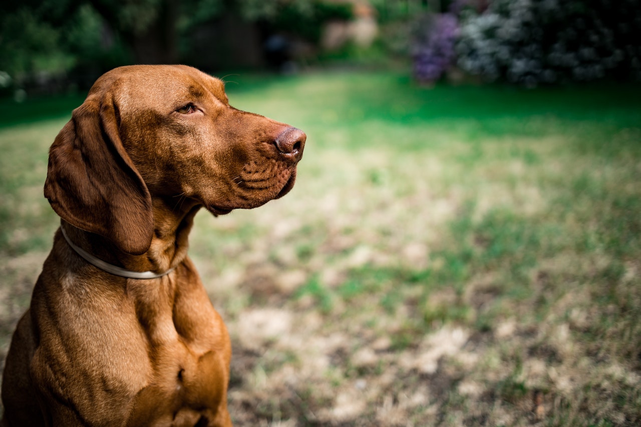 irish setter vs vizsla