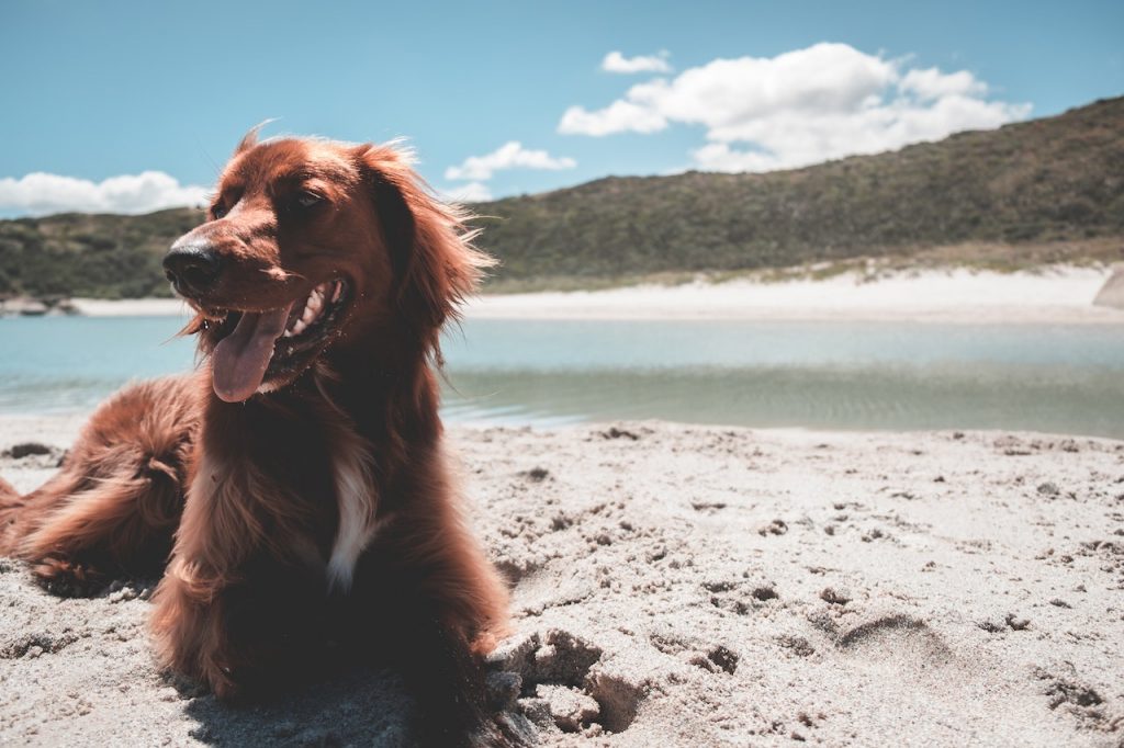 irish setter puppies oregon