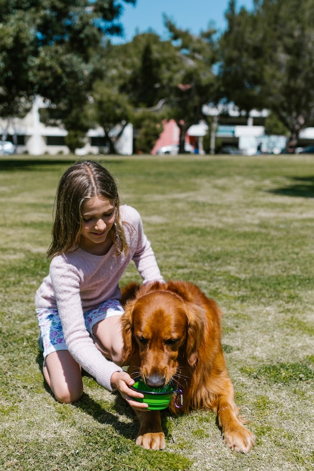 Guide to Owning an Irish Setter