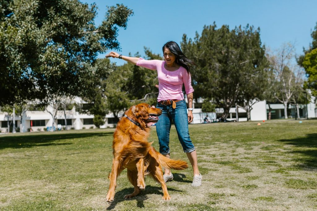 irish setter puppies oregon