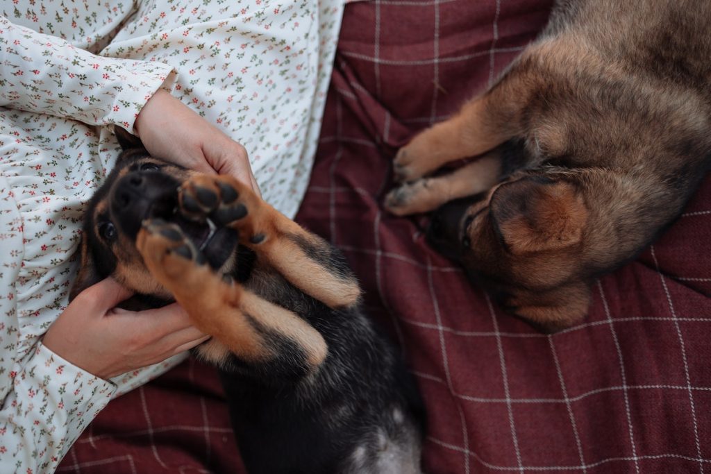 irish setter puppies for sale missouri