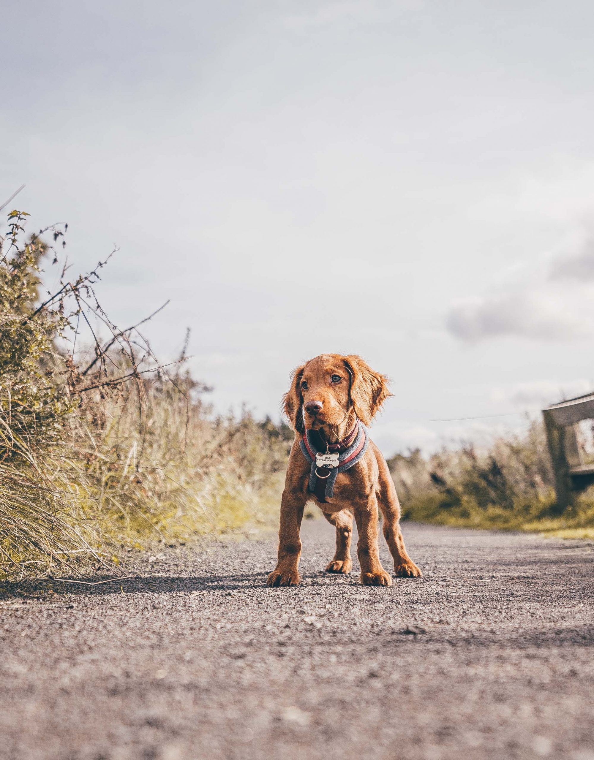 Irish Setter Puppy Training Tips