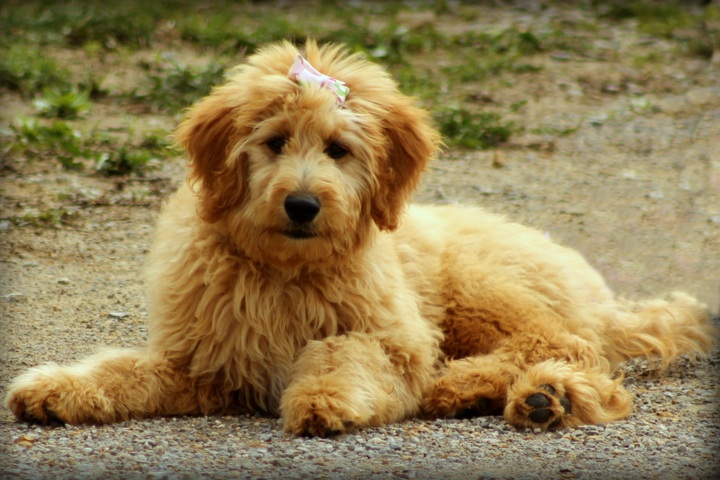 irish setter mix golden retriever