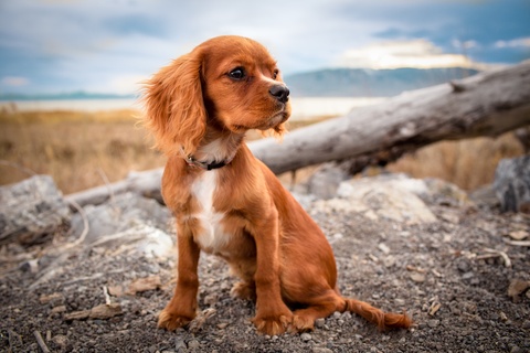 irish setter puppies for sale iowa