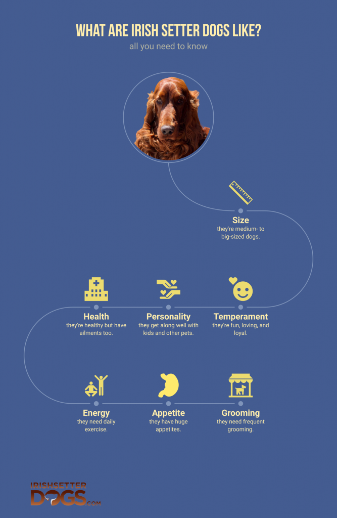 what are irish setter dogs like (infographic)