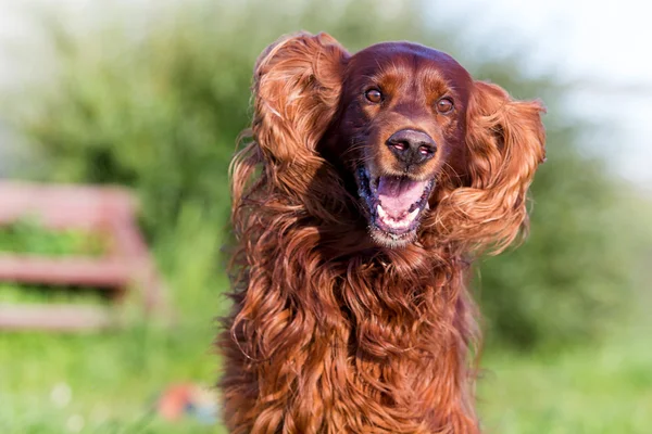 what are irish setter dogs like (featured image)