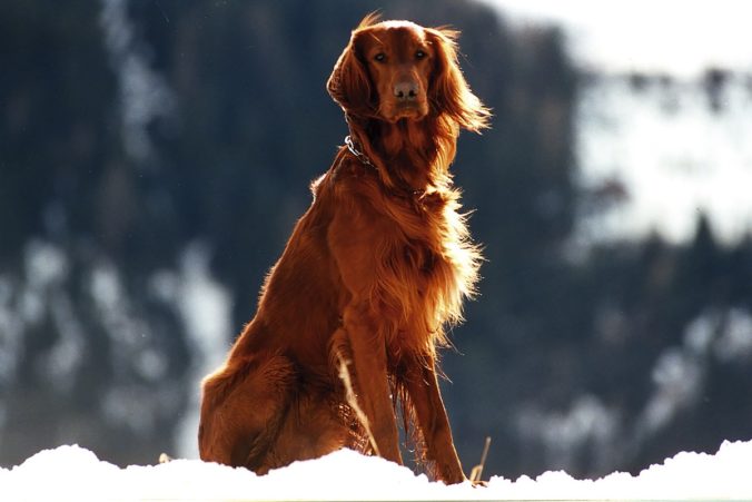 irish setter winter