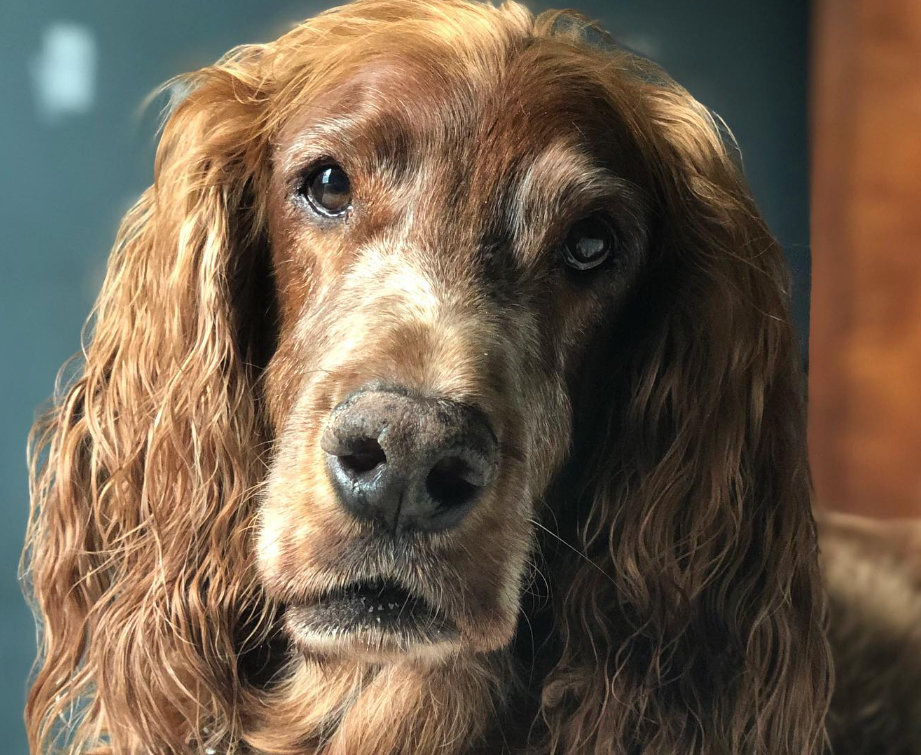 when is an Irish Setter considered a senior