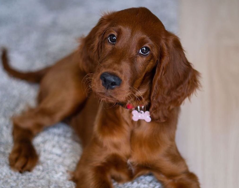 irish setter allergies