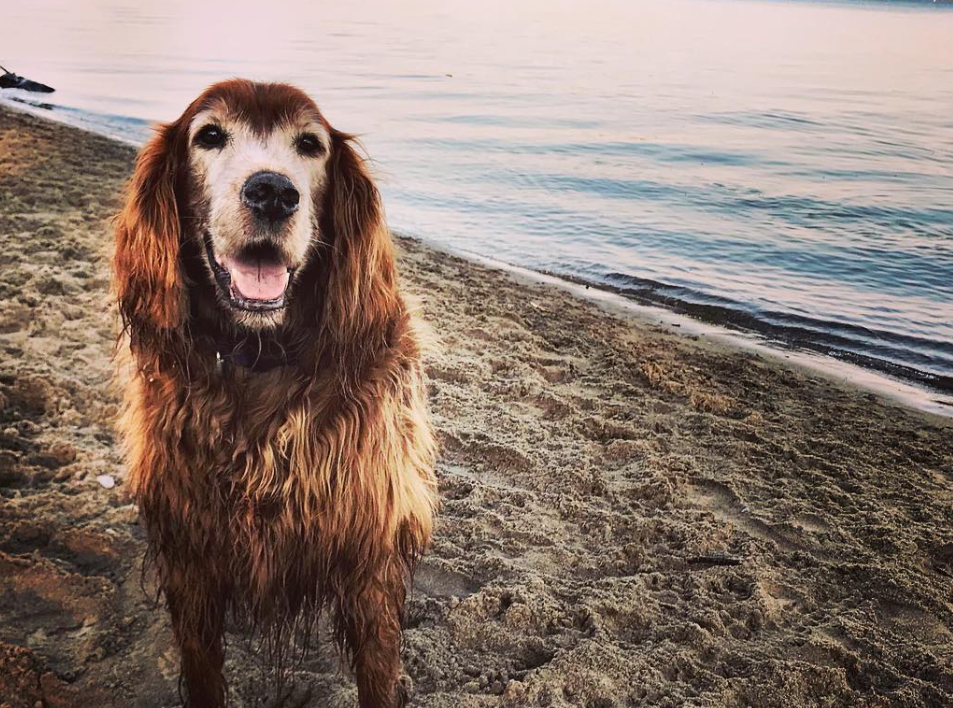 when is an Irish Setter considered a senior