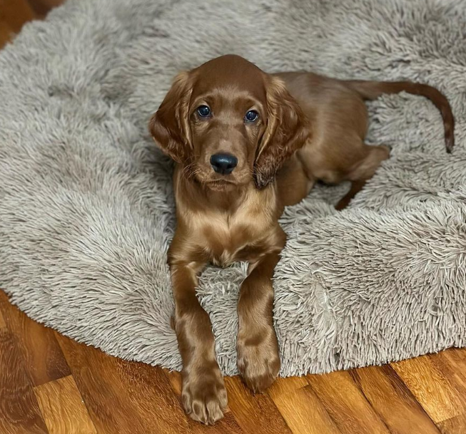 Do Irish Setters get separation anxiety