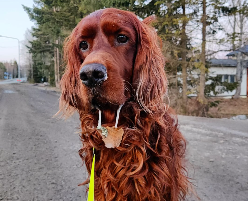 Do Irish Setters get separation anxiety