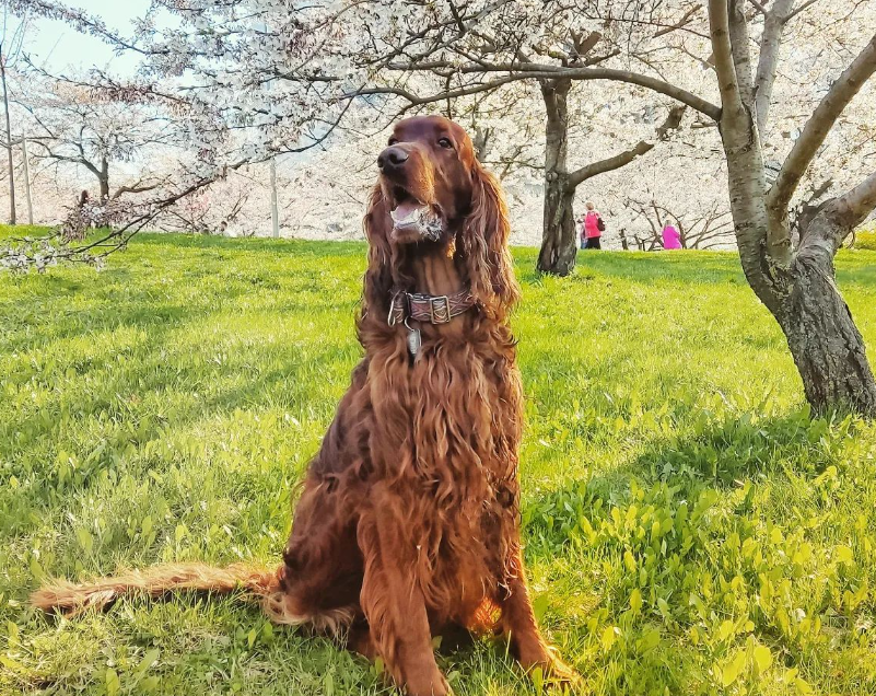 when is an Irish Setter considered a senior