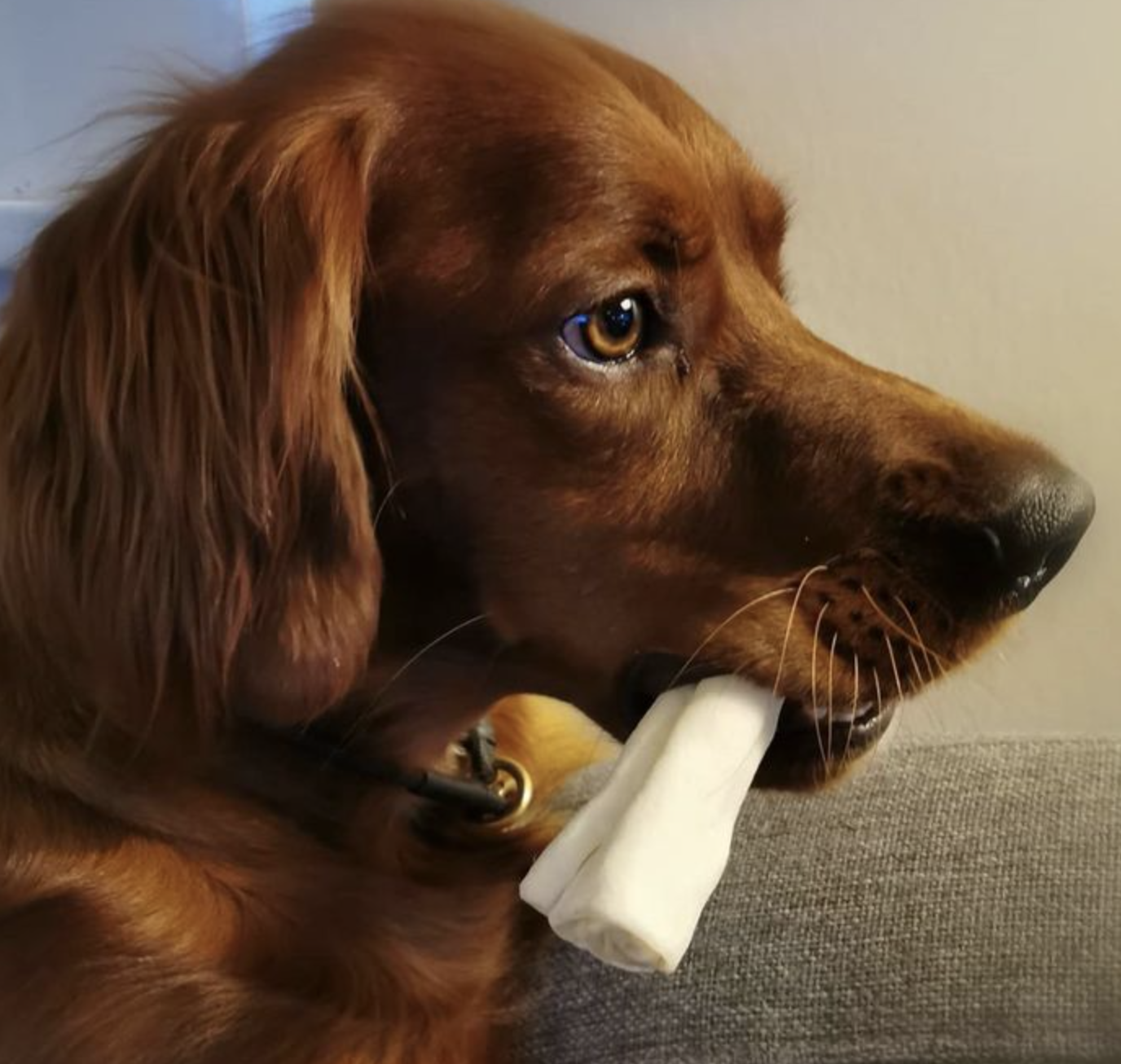 why does my irish setter chew everything