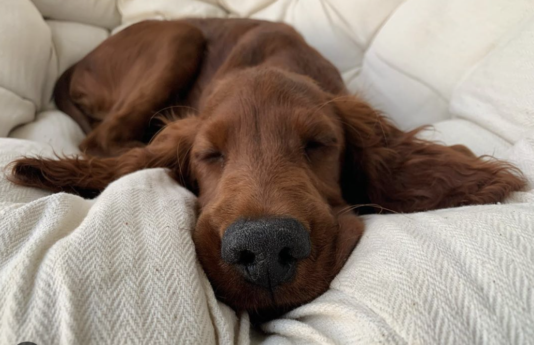 why does my irish setter sleep so much