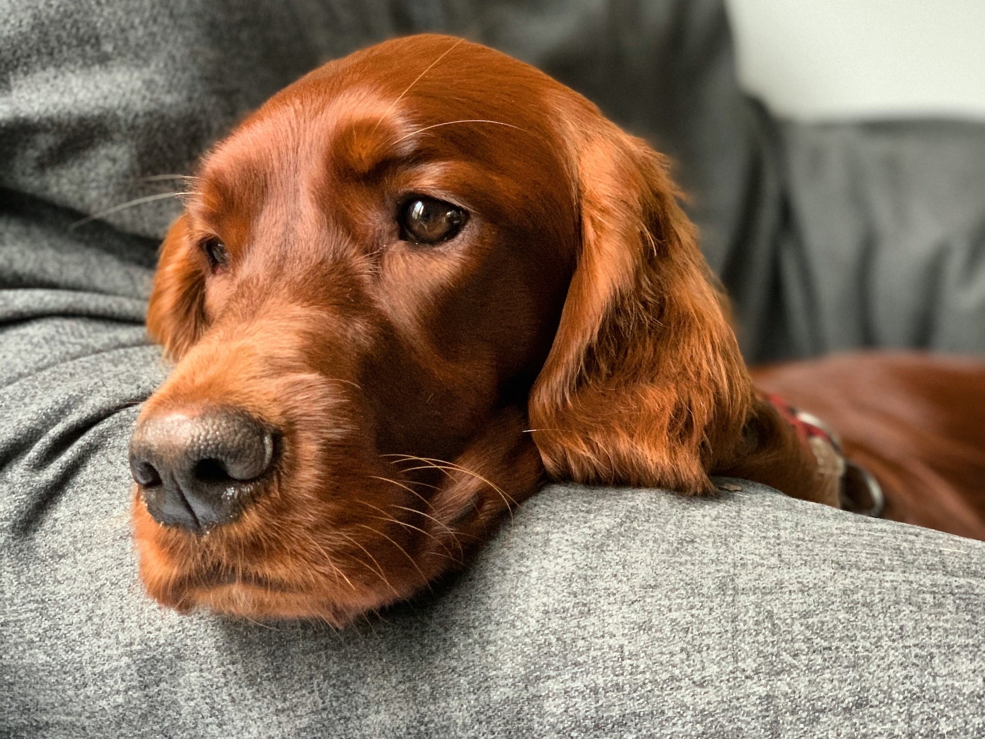 irish setter temperament affectionate