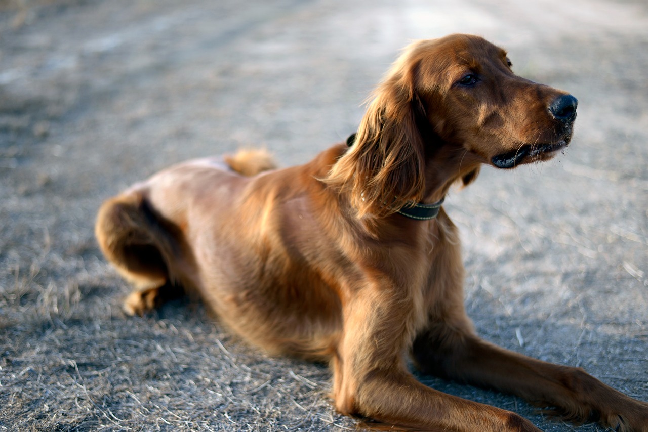 irish setter not eating