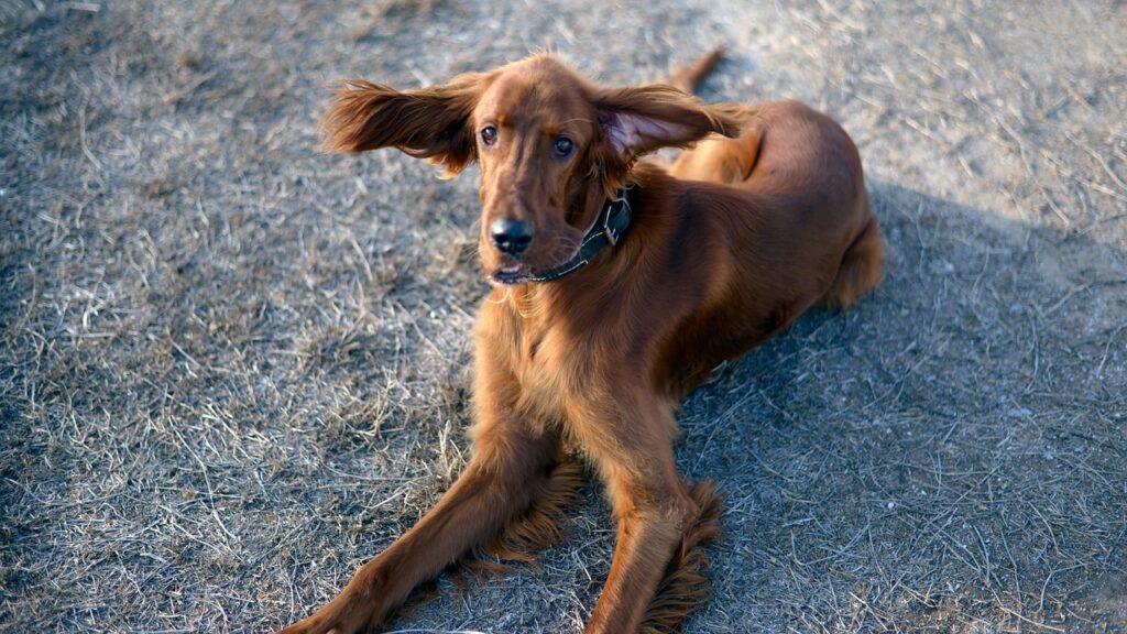 how to tell if your Irish Setter is overweight
