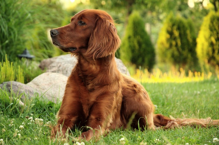 what kind of dog is an irish setter