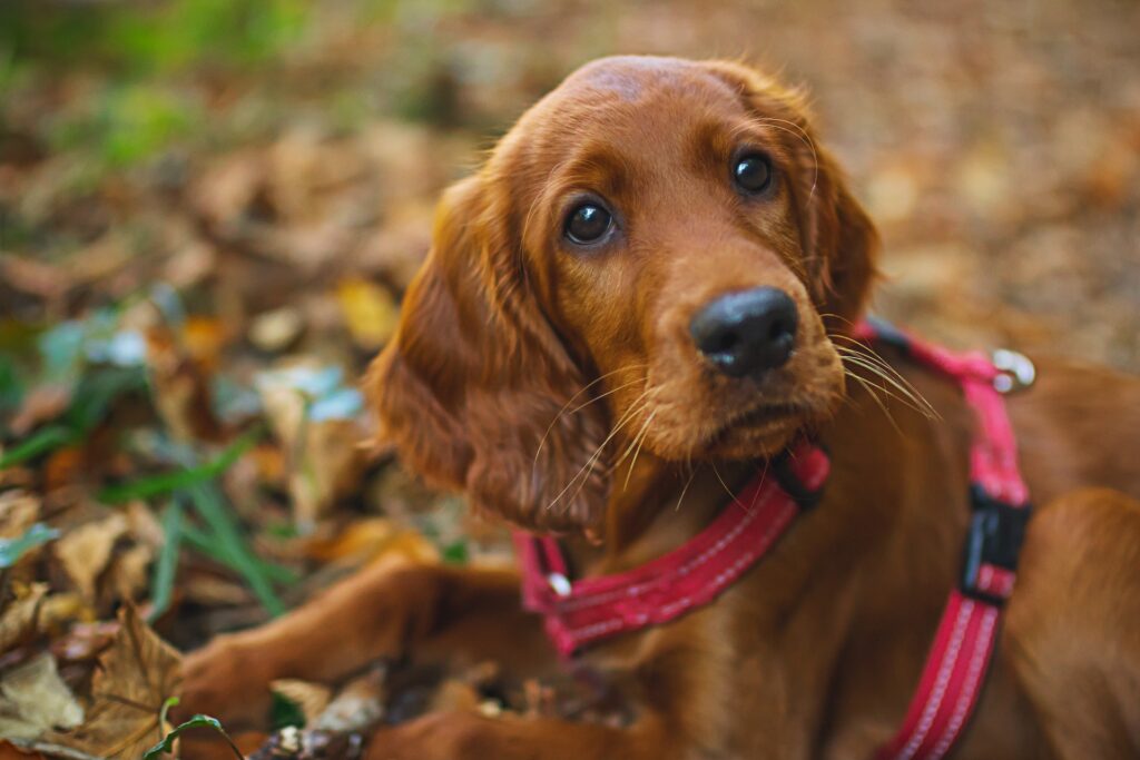 How expensive are Irish setters