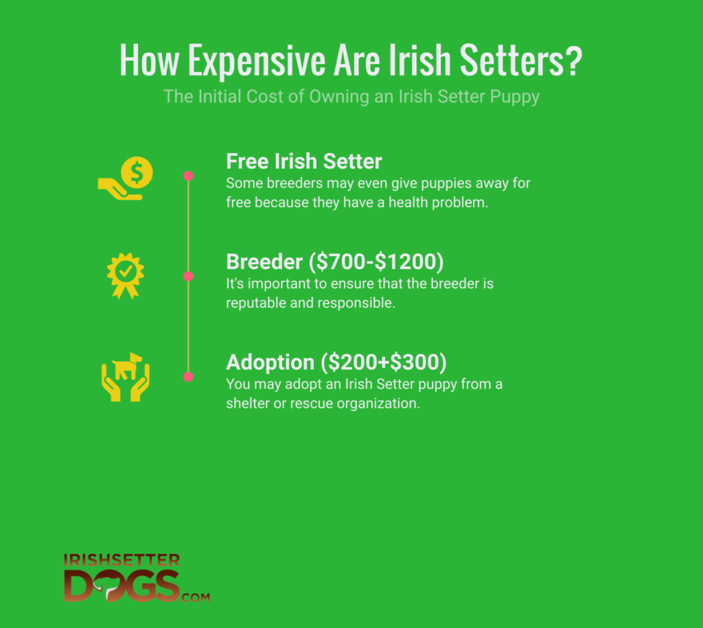 How expensive are Irish setters