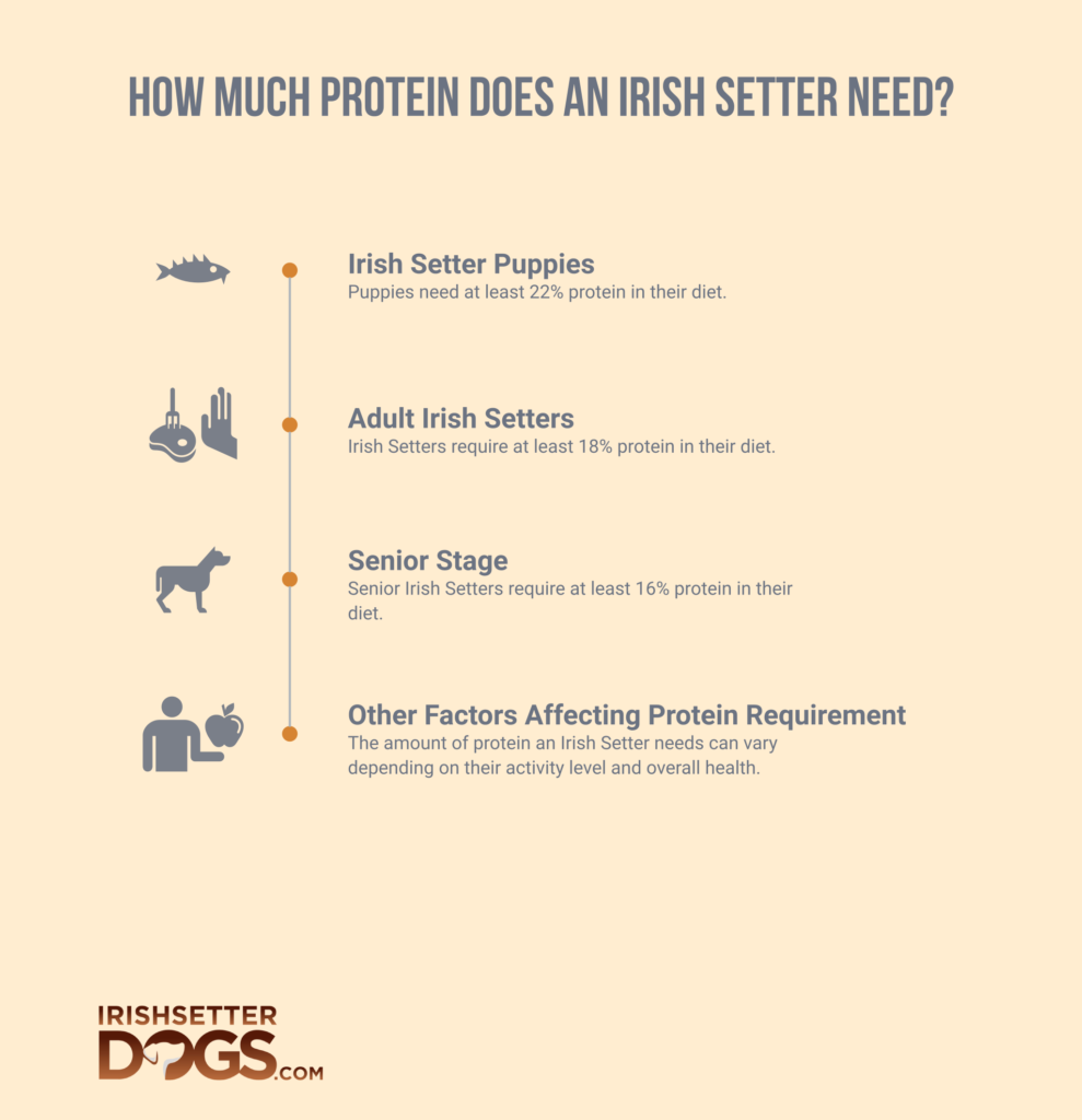 how much protein does an Irish Setter need