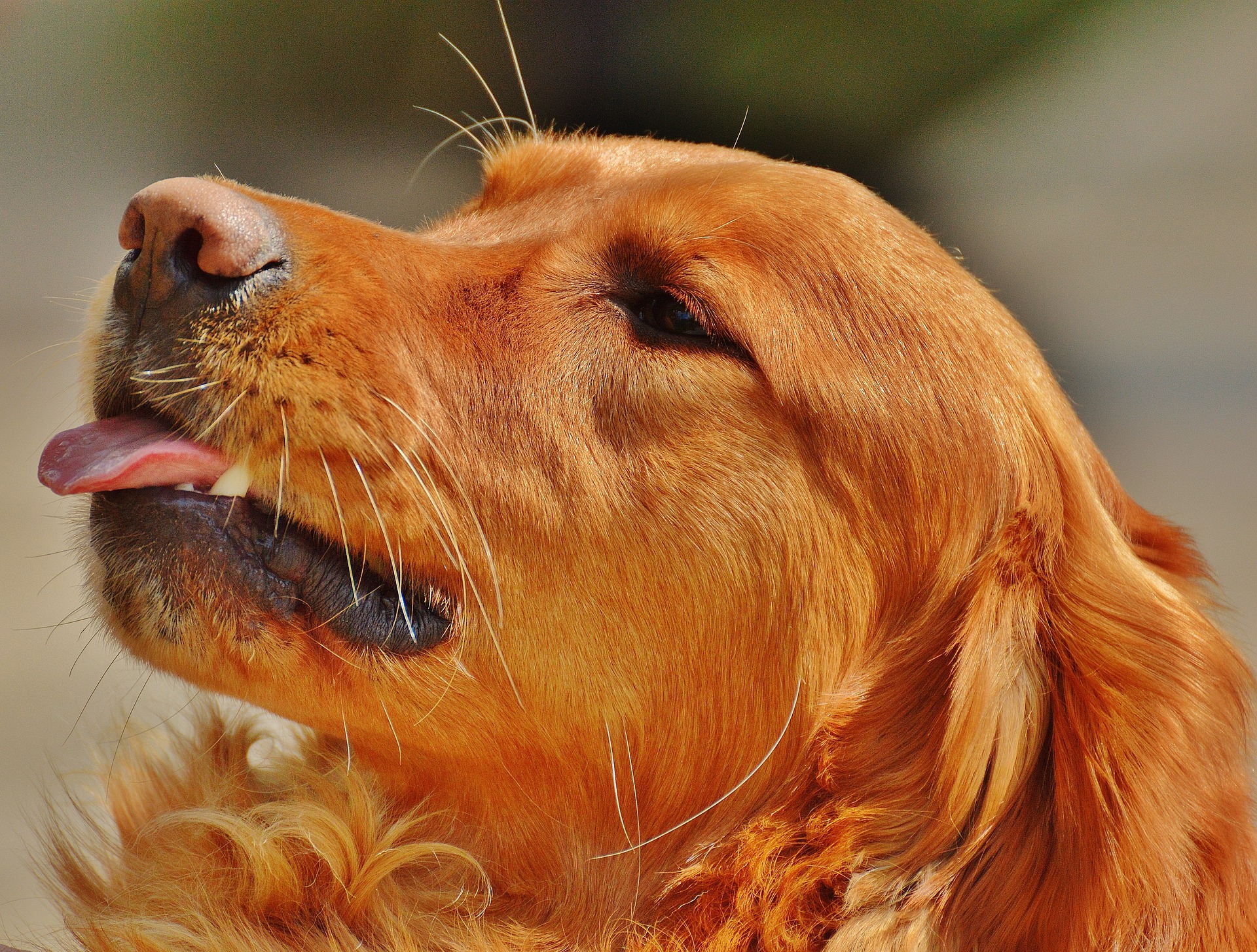 why do irish setters lick so much