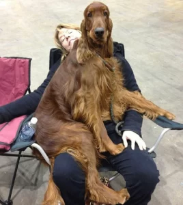irish setter jumping on guests