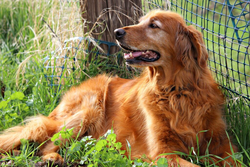 irish setter not eating