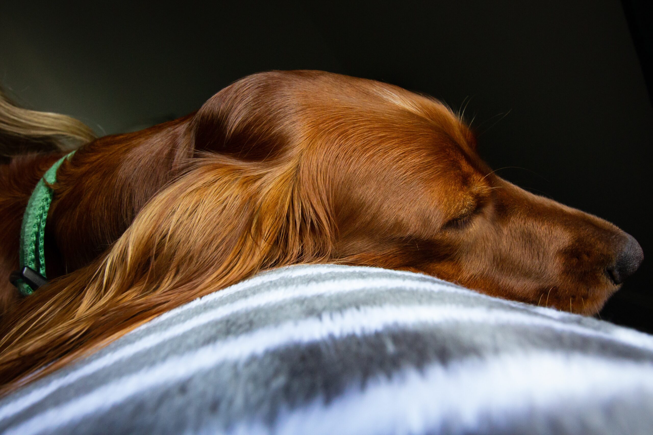 why do irish setters snore