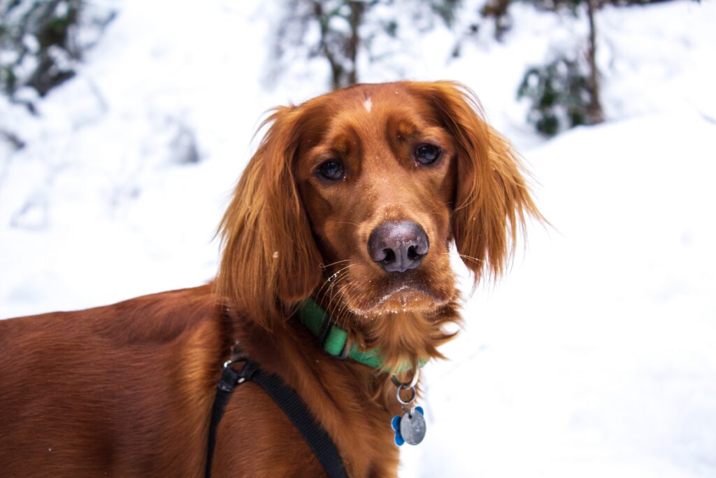 How expensive are Irish setters