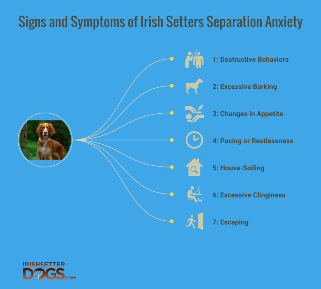 Do Irish Setters get separation anxiety