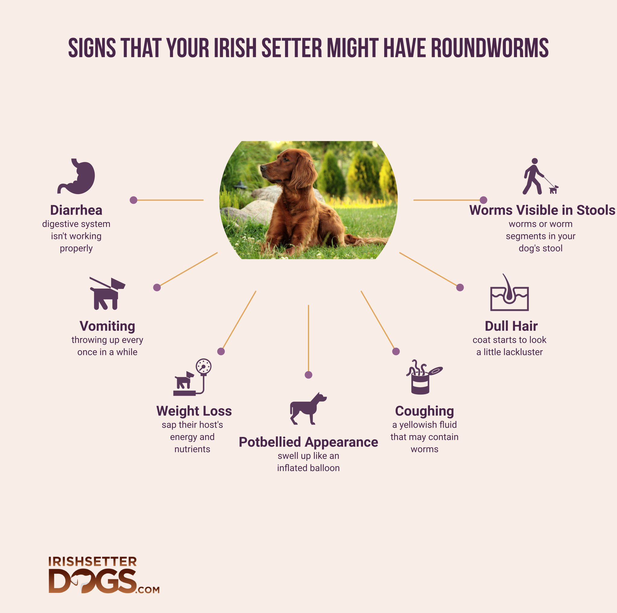 How To Tell If Your Irish Setter Has Roundworms