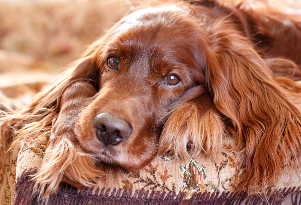 hair loss in irish setter