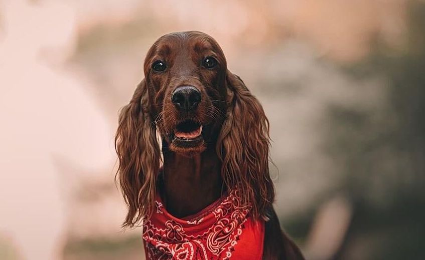how to help an irish setter having a panic attack