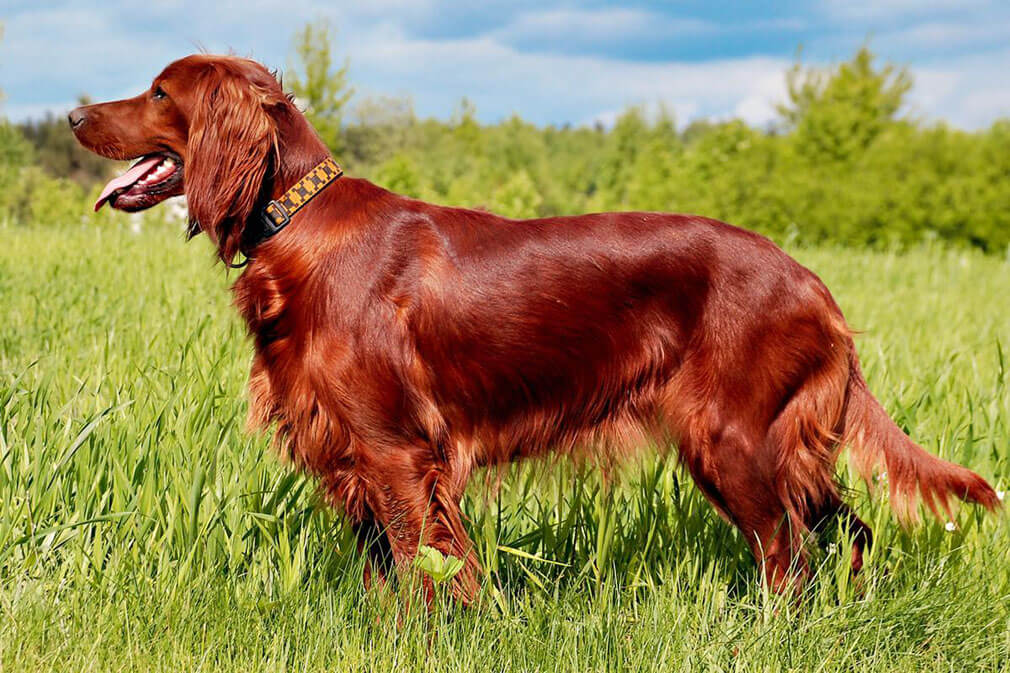 how to help my irish setter lose weight